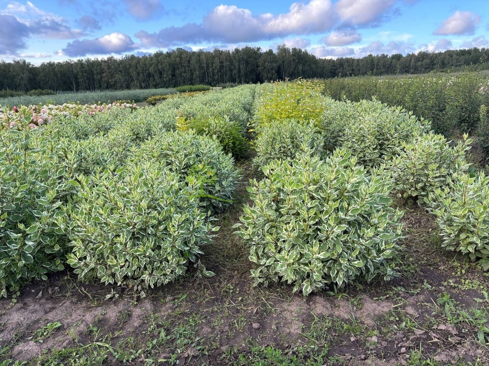 Дерен белый Айвори Хало (Ivory Halo)