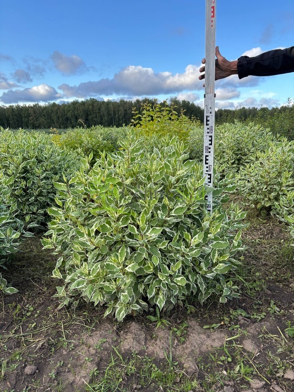 Дерен белый Айвори Хало (Ivory Halo)