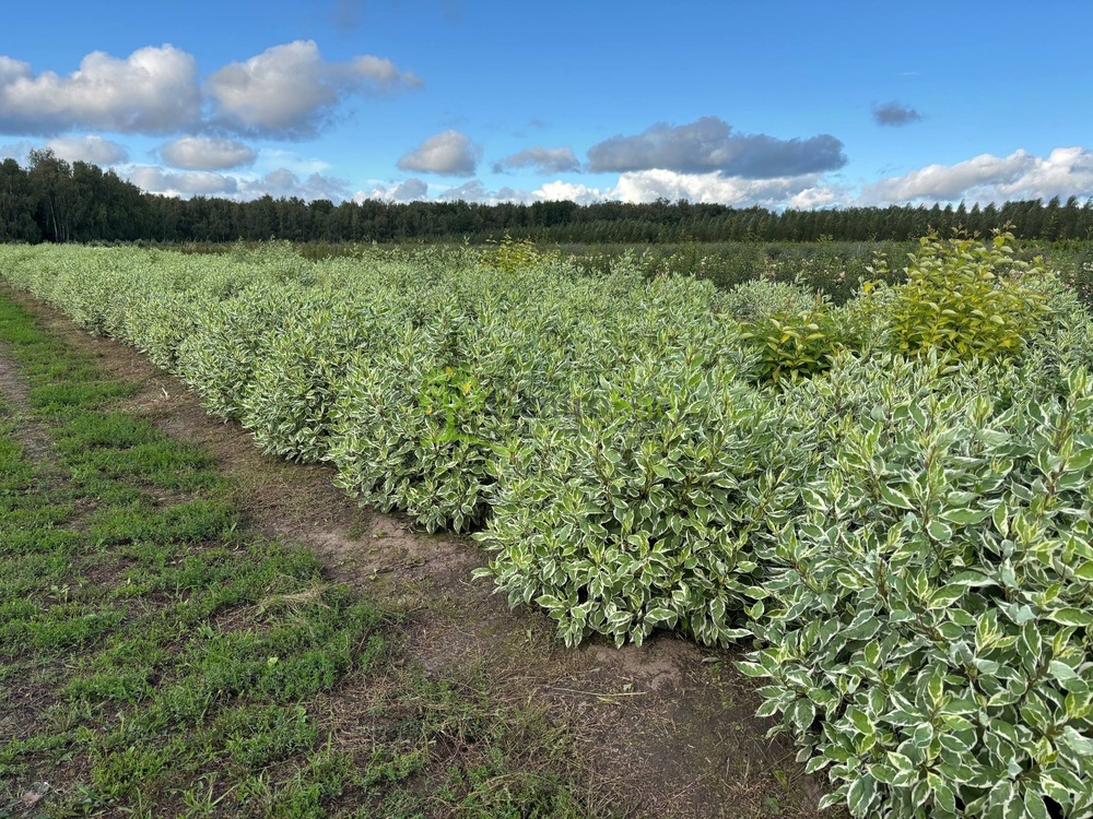 Дерен белый Айвори Хало (Ivory Halo)