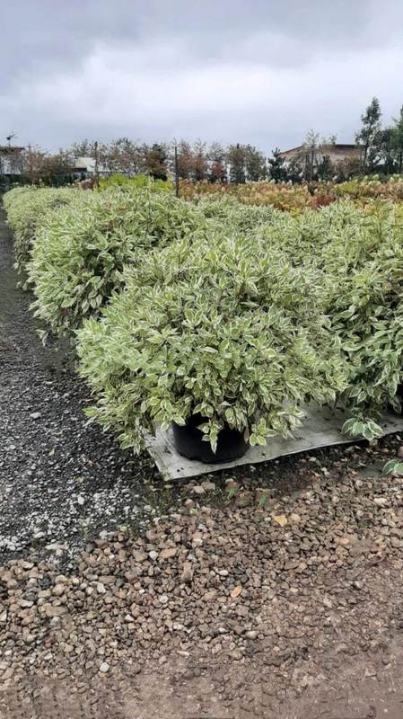 Дерен белый Айвори Хало (Ivory Halo)