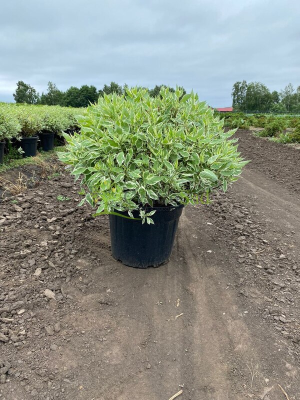 Дерен белый Айвори Хало (Ivory Halo)