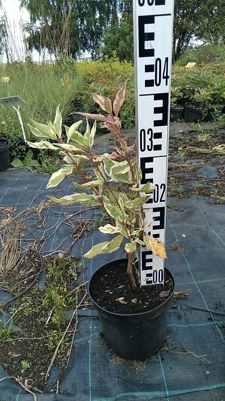 Дерен белый Айвори Хало (Ivory Halo)