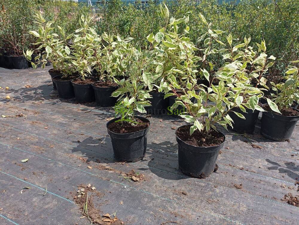 Дерен белый Айвори Хало (Ivory Halo)