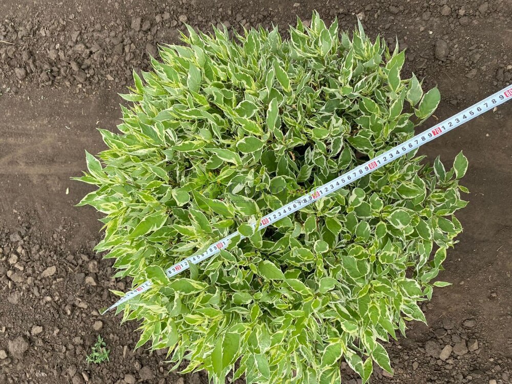 Дерен белый Айвори Хало (Ivory Halo)