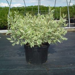 Дерен белый Айвори Хало (Ivory Halo)