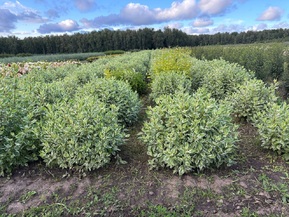 Дерен белый Айвори Хало (Ivory Halo)