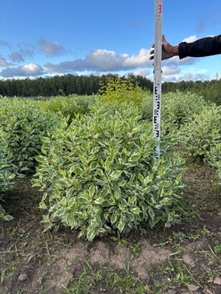 Дерен белый Айвори Хало (Ivory Halo)