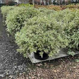 Дерен белый Айвори Хало (Ivory Halo)