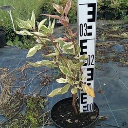 Дерен белый Айвори Хало (Ivory Halo)