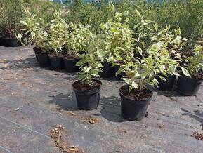 Дерен белый Айвори Хало (Ivory Halo)