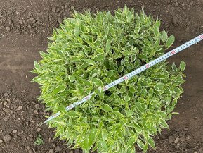 Дерен белый Айвори Хало (Ivory Halo)