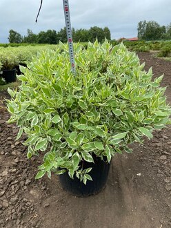 Дерен белый Айвори Хало (Ivory Halo)