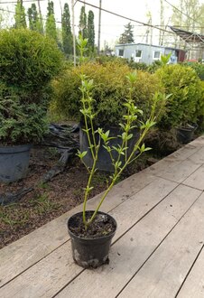 Дерен отпрысковый Флавирамеа (Flaviramea)