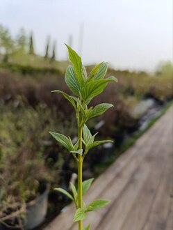 Дерен отпрысковый Флавирамеа (Flaviramea)