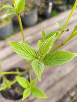 Дерен отпрысковый Флавирамеа (Flaviramea)