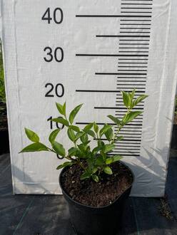 Дерен отпрысковый Флавирамеа (Flaviramea)