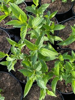 Дерен отпрысковый Флавирамеа (Flaviramea)