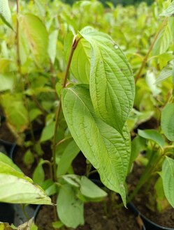 Дерен белый