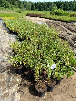 Дерен белый