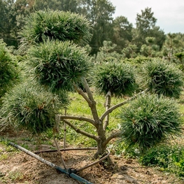 Кедровый стланник Глаука (Glauca) Бонсай