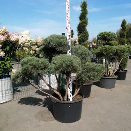 Сосна обыкновенная Ватерери (Watereri) Бонсай