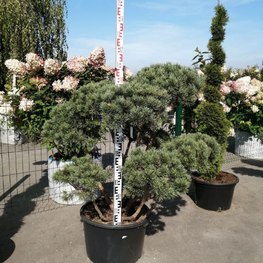 Сосна обыкновенная Ватерери (Watereri) Бонсай