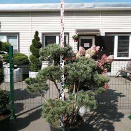 Сосна обыкновенная Ватерери (Watereri) Бонсай