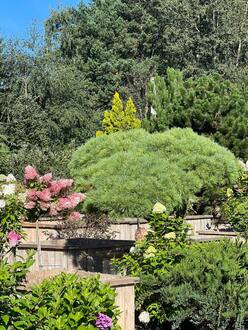 Бонсай из сосны Веймутова Радиата (Radiata)