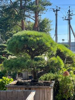 Бонсай из сосны Веймутова Радиата (Radiata)