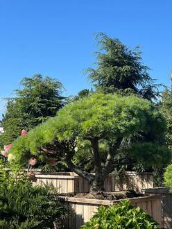 Бонсай из сосны Веймутова Радиата (Radiata)