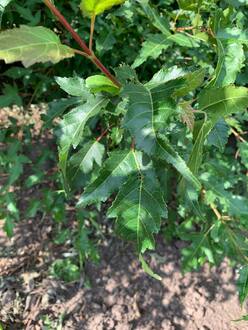 Клен Гиннала (зонт)