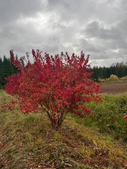 Клен Гиннала (зонт)