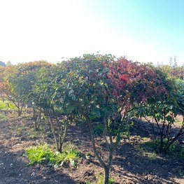 Клен Гиннала (зонт)