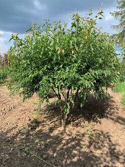 Клен Гиннала (зонт)