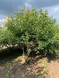 Клен Гиннала (зонт)