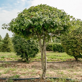 Боярышник однопестичный Кратегус моногина (Crataegus monogyna) Зонт