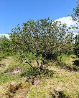 Боярышник однопестичный Кратегус моногина (Crataegus monogyna) Зонт
