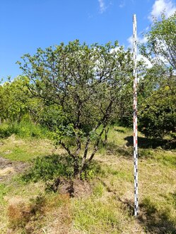 Боярышник однопестичный Кратегус моногина (Crataegus monogyna) Зонт
