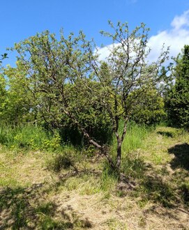 Боярышник однопестичный Кратегус моногина (Crataegus monogyna) Зонт
