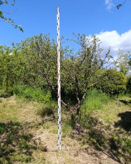 Боярышник однопестичный Кратегус моногина (Crataegus monogyna) Зонт