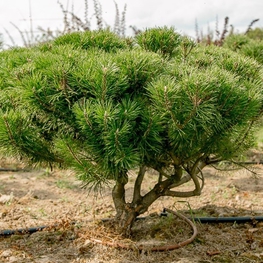 Сосна горная "Pinus mugo" Зонт