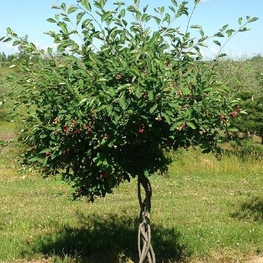 Ирга Канадская Амеланхиер (Amelanchier) Зонт