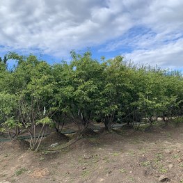 Ирга Канадская Амеланхиер (Amelanchier) Зонт