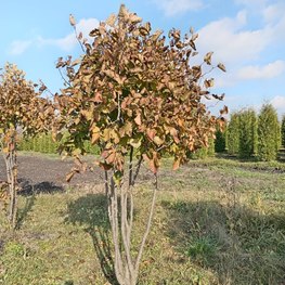 Боярышник кроваво-красный Кратегус (Crataegus) Зонт