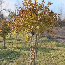 Боярышник кроваво-красный Кратегус (Crataegus) Зонт