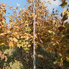 Боярышник кроваво-красный Кратегус (Crataegus) Зонт