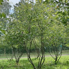 Ирга ламарка (Lamarckii) Зонт