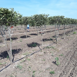 Боярышник мягковатый Кратегус (Crataegus) Зонт
