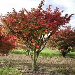 Бересклет европейский Эвонимус (Euonymus) Зонт