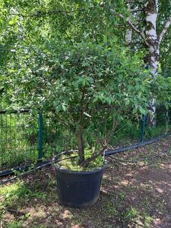 Бересклет европейский Эвонимус (Euonymus) Зонт
